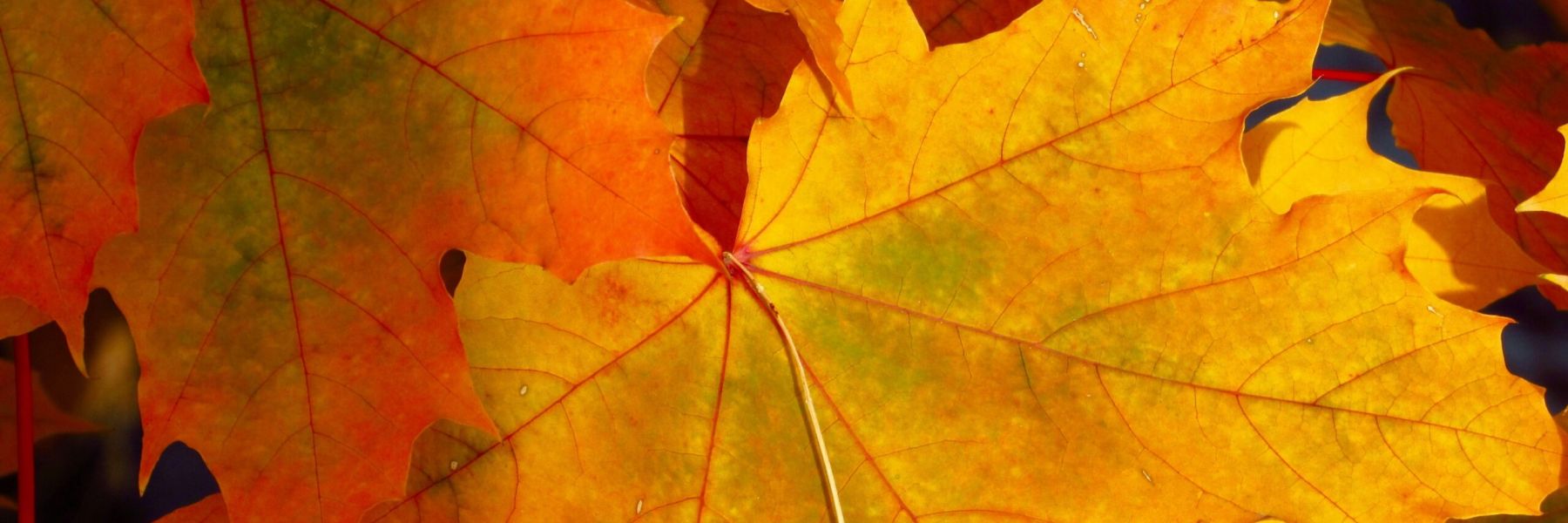 Send Fall Flowers