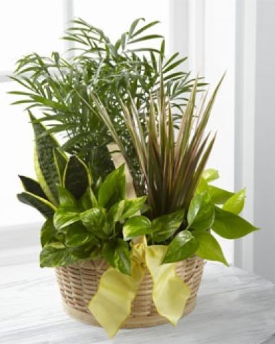 <p data-start="125" data-end="540">Send a breath of fresh air and timeless beauty with <em data-start="248" data-end="273">The FTD® French Garden™</em>, a lush living arrangement that brings the charm of a European conservatory into any home or office. Thoughtfully designed with a mix of green plants, this garden is a long-lasting way to celebrate life’s meaningful moments—or to offer comfort when words fall short.</p>
<p data-start="542" data-end="1082">Nestled in a natural round woodchip basket, this elegant dishgarden includes a carefully chosen variety of six vibrant green plants, each selected for its texture, depth, and air-purifying qualities. The arrangement may feature favorites like peace lilies, ferns, dracaena, pothos, and other seasonal greens, forming a harmonious mix of shapes and shades. A cheerful yellow wired taffeta ribbon ties the look together with warmth and sophistication, making it a fitting choice for both joyous celebrations and quiet expressions of sympathy.</p>
<p data-start="1084" data-end="1502">Whether you’re sending birthday wishes, expressing gratitude, welcoming a new baby, or sharing condolences, <em data-start="1192" data-end="1212">The French Garden™</em> is a versatile and heartfelt choice. Its durability and minimal care requirements make it ideal for hospital rooms, offices, memorial services, or simply brightening a loved one’s day at home. This gift continues to grow and thrive, offering comfort and beauty long after cut flowers fade.</p>
<p data-start="1504" data-end="1765">Hand-delivered by the trusted team at Rosa’s La Hacienda in Boca Raton, this fresh garden arrangement arrives fully prepared and ready to enjoy. We proudly offer same-day local delivery to residences, hospitals, and funeral homes throughout the Boca Raton area.</p>
<p data-start="1767" data-end="2023">For those moments when you want to send something truly thoughtful and lasting, <em data-start="1847" data-end="1872">The FTD® French Garden™</em> provides natural beauty and enduring meaning. With its lush greenery and stylish presentation, it’s a gift that speaks volumes—no matter the occasion.</p>