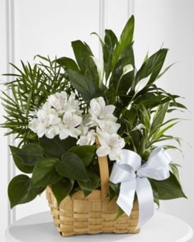 <p data-start="149" data-end="492">Express your heartfelt condolences with The FTD® Peace & Serenity™ Dishgarden, a lush and lasting arrangement designed to offer peace and remembrance. Thoughtfully composed, this living garden is a gentle way to show sympathy and support during times of loss.</p>
<p data-start="494" data-end="780">This elegant dishgarden features a beautiful mix of green plants, accented with delicate white Peruvian lilies for a soft floral touch. Presented in a natural woodchip rectangular basket and finished with a white satin ribbon, the design brings warmth and quiet strength to any setting.</p>
<p data-start="782" data-end="1031">The FTD® Peace & Serenity™ Dishgarden is a meaningful alternative to traditional floral arrangements. Ideal for memorial services or sending directly to a loved one’s home, it serves as a lasting tribute and a symbol of ongoing care and remembrance.</p>
<p data-start="1033" data-end="1277">Each garden is carefully prepared by Rosa’s La Hacienda, your trusted local florist in Boca Raton. We offer same-day delivery throughout Boca Raton and the surrounding areas, with every arrangement delivered fresh and presented with compassion.</p>
<p data-start="1279" data-end="1511">Want to include a personal message? Add your note at checkout to share your thoughts alongside this thoughtful gift. With the Peace & Serenity™ Dishgarden, you’re offering a heartfelt reminder that love and support continue to grow.</p>
<p data-start="1513" data-end="1596">Order today from Rosa’s La Hacienda and send a living symbol of sympathy and peace.</p>