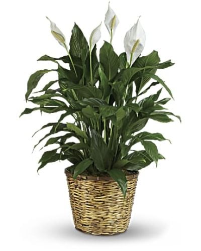 <p data-start="119" data-end="447">Bring tranquility and natural beauty into any space with the Peace Lily, a timeless plant that symbolizes calm, renewal, and peaceful energy. With its glossy green leaves and graceful white blooms, this elegant spathiphyllum makes a thoughtful gift for nearly any occasion.</p>
<p data-start="449" data-end="711">Known for its air-purifying qualities and easy care, the Peace Lily is as practical as it is beautiful. This medium-sized variety comes presented in a charming 8-inch woven wicker basket, adding a warm, natural touch that fits seamlessly into any home or office.</p>
<p data-start="713" data-end="949">Perfect for sympathy gestures, housewarmings, thank-you gifts, or simply to brighten someone’s day, the Peace Lily offers lasting comfort and beauty. Its quiet presence and gentle form make it a cherished addition to any indoor setting.</p>
<p data-start="951" data-end="1193">Each plant is hand-delivered by Rosa’s La Hacienda, your trusted local florist in Boca Raton. We provide same-day delivery throughout Boca Raton and surrounding areas, ensuring your gift arrives fresh, healthy, and ready to bring lasting joy.</p>
<p data-start="1195" data-end="1426">Want to personalize your delivery? Add a thoughtful message during checkout to share your love, support, or congratulations. With the Peace Lily, you're sending more than a plant—you're sending a meaningful symbol of life and care.</p>
<p data-start="1428" data-end="1515">Order today from Rosa’s La Hacienda and let your thoughtful gesture take root and grow.</p>