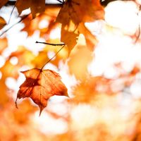 Send Fall Flowers