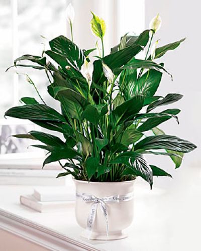 <p data-start="165" data-end="395">Send a silent message of comfort, hope, and peace with a gift that speaks through natural beauty. The <em data-start="267" data-end="284">Comfort Planter</em> is a graceful and lasting tribute, perfect for expressing sympathy and offering solace during difficult times.</p>
<p data-start="397" data-end="664">This elegant planter features a lush peace lily plant with dark green leaves that provide a serene backdrop to its white, candle-like blooms. The creamy white ceramic container enhances the plant’s natural beauty while adding a touch of sophistication to any setting.</p>
<p data-start="666" data-end="912">Ideal for funerals, memorial services, or as a sympathy gift to a grieving family, the <em data-start="753" data-end="770">Comfort Planter</em> conveys quiet support and enduring care. Its easy-to-care-for nature makes it a thoughtful and lasting reminder of your heartfelt sentiments.</p>
<p data-start="914" data-end="1176">Each <em data-start="919" data-end="936">Comfort Planter</em> is carefully prepared by the skilled team at Rosa’s La Hacienda, your trusted local florist in Boca Raton. We offer same-day delivery throughout Boca Raton and nearby communities, ensuring your gift arrives fresh and beautifully presented.</p>
<p data-start="1178" data-end="1364">Add a personal message at checkout to accompany your living tribute. With the <em data-start="1256" data-end="1273">Comfort Planter</em>, you’re sending more than a plant—you’re sending a symbol of peace and compassionate care.</p>
