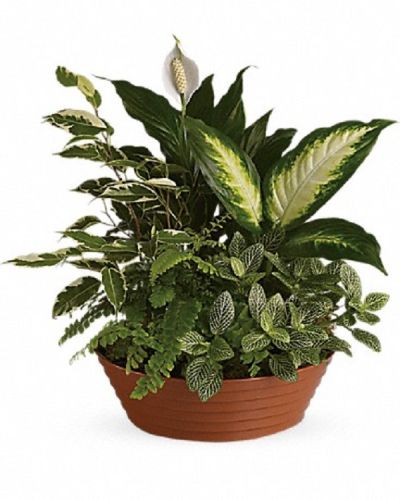 <div class="m-pdp-tabs-description">
<div id="mark-1" class="m-pdp-tabs-marketing-description">
<p data-start="165" data-end="381">Bring calm and natural beauty into any space with a gift designed to soothe and delight. The <em data-start="258" data-end="275">Serenity Garden</em> is a charming collection of living plants that creates a peaceful atmosphere, perfect for home or office.</p>
<p data-start="383" data-end="637">This elegant planter features a white hypoestes surrounded by green dieffenbachia, spathiphyllum, ficus, and Boston fern. Delivered in a beautiful plastic dish, the combination of lush greenery and soft white accents creates a fresh and balanced display.</p>
<p data-start="639" data-end="861">Ideal for any occasion or season, the <em data-start="677" data-end="694">Serenity Garden</em> makes a thoughtful gift for birthdays, housewarmings, sympathy, or simply to brighten someone’s day. Its natural beauty and easy care offer lasting comfort and style.</p>
<p data-start="863" data-end="1112">Each <em data-start="868" data-end="885">Serenity Garden</em> is carefully assembled by the skilled team at Rosa’s La Hacienda, your trusted local florist in Boca Raton. We offer same-day delivery throughout Boca Raton and nearby communities to ensure your gift arrives fresh and vibrant.</p>
<p data-start="1114" data-end="1298">Add a personal message at checkout to accompany your living gift. With the <em data-start="1189" data-end="1206">Serenity Garden</em>, you’re sending more than plants—you’re sending tranquility, kindness, and thoughtful care.</p>
</div>
</div>