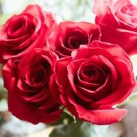 a group of red roses