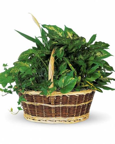 <p data-start="179" data-end="505">Bring the beauty of nature indoors with the <em data-start="223" data-end="248">Bountiful Garden Basket</em>, a lush collection of vibrant green plants that adds warmth, life, and tranquility to any space. Whether you’re sending a thoughtful gift or treating yourself to a touch of greenery, this impressive arrangement offers lasting charm and effortless elegance.</p>
<p data-start="507" data-end="903">This bountiful basket includes a thoughtfully curated mix of popular indoor plants such as croton, ivy, pothos, dieffenbachia, schefflera, and syngonium. Each plant offers its own unique leaf shape, texture, and shade of green, creating a diverse and visually soothing arrangement. Set in a classic wicker basket with a handle, it’s ready to brighten up a home, office, or shared space with ease.</p>
<p data-start="905" data-end="1164">Perfect for housewarmings, sympathy gestures, corporate gifts, or birthdays, the <em data-start="986" data-end="1011">Bountiful Garden Basket</em> is a wonderful way to express care and well wishes. Its enduring greenery requires minimal upkeep, making it ideal for plant lovers and beginners alike.</p>
<p data-start="1166" data-end="1435">Hand-assembled by the team at Rosa’s La Hacienda in Boca Raton, this gift is available for same-day local delivery. As your trusted neighborhood florist, we ensure each plant is healthy, well-rooted, and beautifully presented—no drop shipping or third parties involved.</p>
<p data-start="1437" data-end="1639">Add a custom message at checkout for that personal touch. Whether you're sending encouragement, condolences, or congratulations, this living gift will continue to grow and inspire long after it arrives.</p>
<p data-start="1641" data-end="1766">Order the <em data-start="1651" data-end="1676">Bountiful Garden Basket</em> today from Rosa’s La Hacienda and let lasting greenery deliver your heartfelt sentiments.</p>