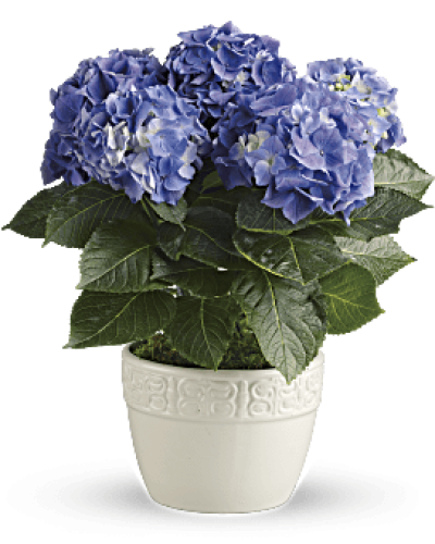 <p data-start="147" data-end="524">Bring calm, charm, and color into someone’s day with the Happy Blue Hydrangea, a lush and blooming plant known for its serene beauty and lasting appeal. With soft, cloud-like clusters in shades of blue, this 6-inch potted hydrangea makes a thoughtful gift for any occasion and adds a peaceful touch to any space.</p>
<p data-start="526" data-end="970">Each plant features vibrant green foliage and abundant blue blooms, creating a fresh, elegant display that works beautifully in homes, offices, or patios. Hydrangeas are loved for their fullness and seasonal longevity, offering weeks of visual enjoyment with simple care. Whether you're sending a housewarming gift, celebrating a birthday, or surprising someone just because, the Happy Blue Hydrangea delivers your message with grace and charm.</p>
<p data-start="972" data-end="1263">Presented in a decorative container chosen to match the plant’s soft tones, this hydrangea is ready to impress straight out of the box. While the container may vary based on availability, each one is selected for style and versatility, ensuring a polished presentation no matter the setting.</p>
<p data-start="1265" data-end="1564">Hand-delivered by the trusted floral team at Rosa’s La Hacienda in Boca Raton, your gift arrives fresh and fully arranged—never boxed or shipped. We proudly offer same-day plant delivery throughout Boca Raton and the surrounding communities, providing a reliable and personal touch with every order.</p>
<p data-start="1566" data-end="1796">Want to include a heartfelt message? Add your note at checkout to make the delivery even more personal. Whether for a friend, colleague, or family member, the Happy Blue Hydrangea brings tranquility and happiness with every petal.</p>
<p data-start="1798" data-end="1942">Order today from Rosa’s La Hacienda and send a living gift that brings beauty, calm, and lasting joy with same-day plant delivery in Boca Raton.</p>